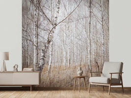 photo-wallpaper-birch-forest-x