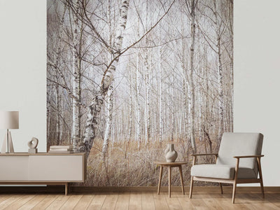 photo-wallpaper-birch-forest-x