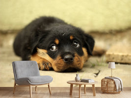 photo-wallpaper-sweet-rottweiler-puppy