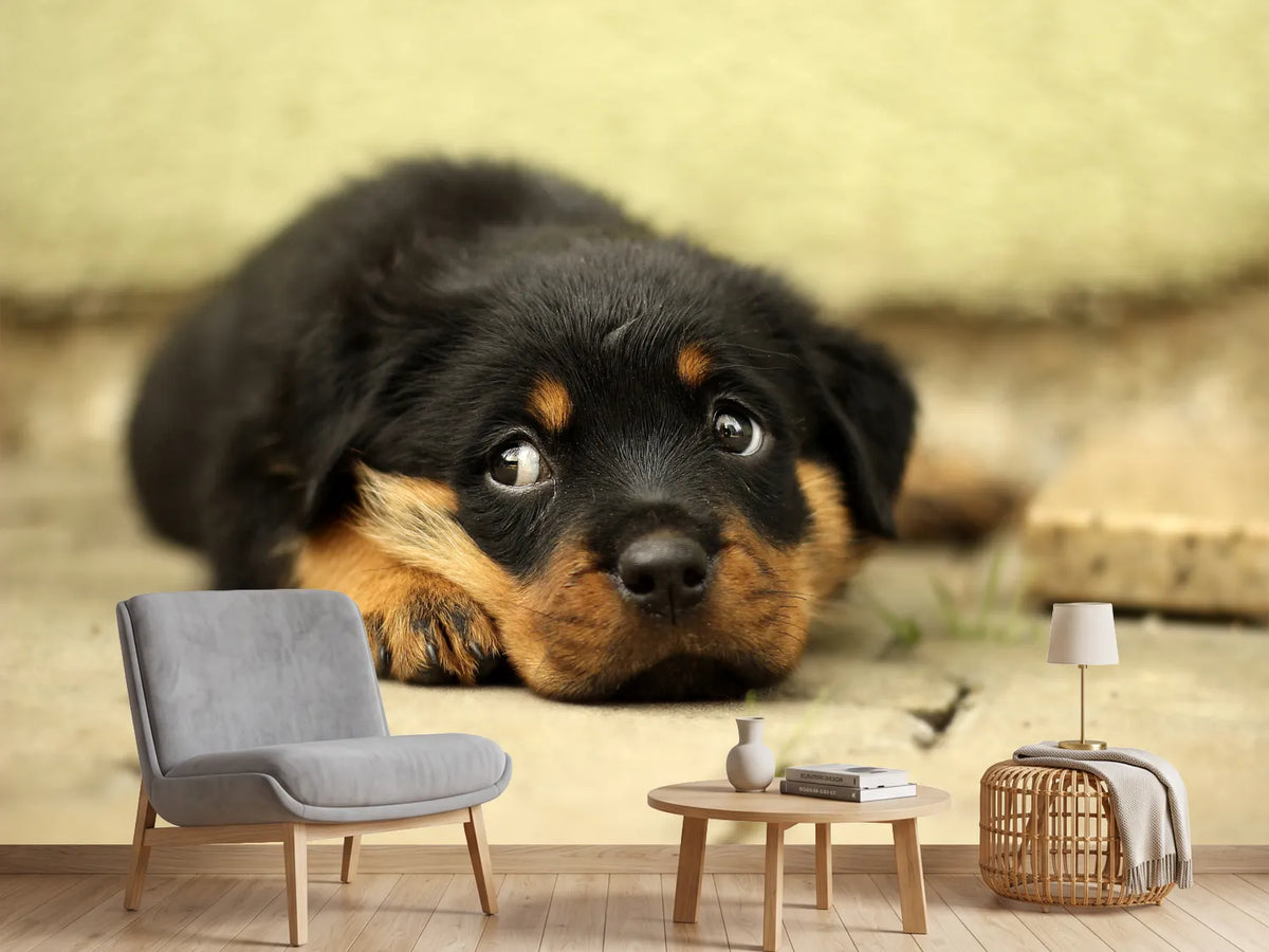 photo-wallpaper-sweet-rottweiler-puppy