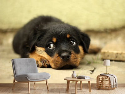 photo-wallpaper-sweet-rottweiler-puppy