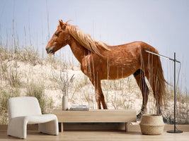 photo-wallpaper-wild-spanish-mustang