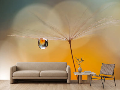 photo-wallpaper-little-night-music