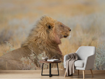 photo-wallpaper-sleeping-lion-yawning-cub