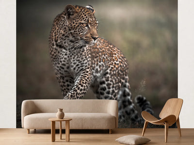 photo-wallpaper-alert-leopard-walk