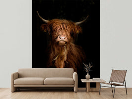 photo-wallpaper-highland-cattle-portrait