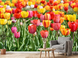 photo-wallpaper-a-colorful-tulip-field