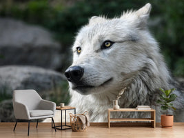 photo-wallpaper-the-lonely-wolf