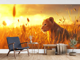 photo-wallpaper-a-baby-lion-is-sitting-in-the-grass-in-front-of-a-sunset