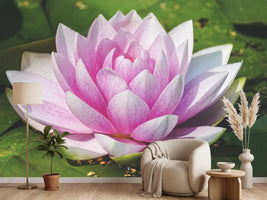 photo-wallpaper-water-lily-in-pink