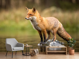 photo-wallpaper-red-fox-on-a-stone-in-shallow-water-alert-gaze