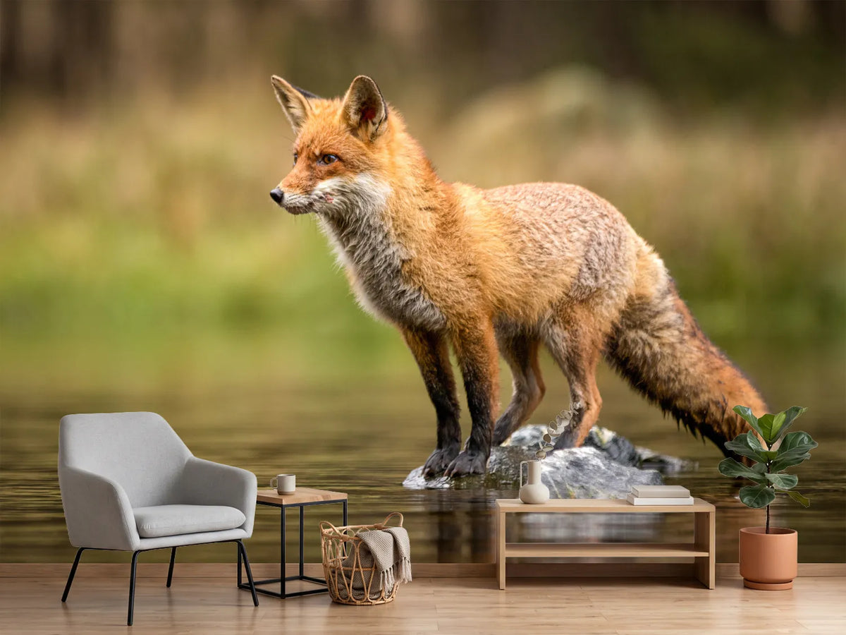 photo-wallpaper-red-fox-on-a-stone-in-shallow-water-alert-gaze