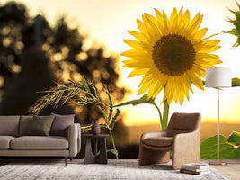 photo-wallpaper-sunflower-in-the-sunrise