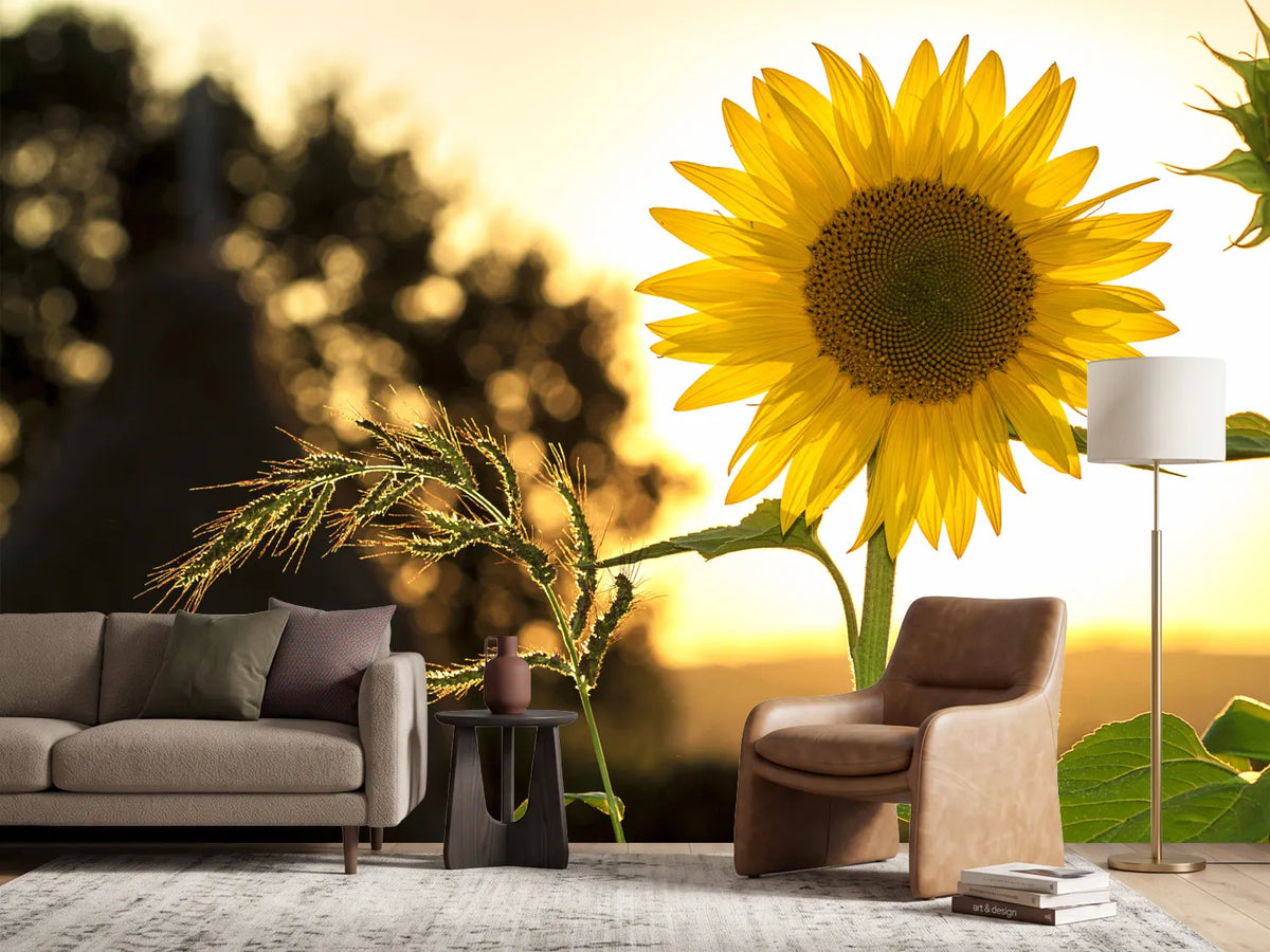 photo-wallpaper-sunflower-in-the-sunrise