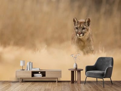 photo-wallpaper-cougar-x
