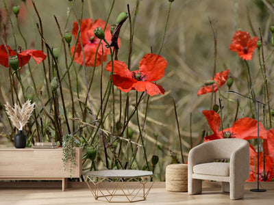 photo-wallpaper-the-poppy-in-nature