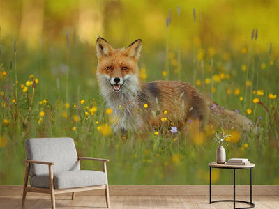 photo-wallpaper-red-fox-xkh