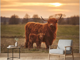 photo-wallpaper-highland-cow-with-calf