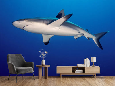 photo-wallpaper-shark-in-the-dark-sea
