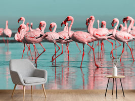 photo-wallpaper-flamingo-flock-wading-through-turquoise-shallows-with-mirrored-reflections