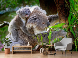photo-wallpaper-mom-and-baby-koala