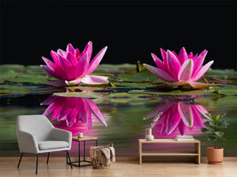 photo-wallpaper-water-lilies-duo-in-pink