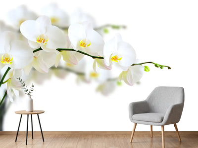 photo-wallpaper-white-orchids