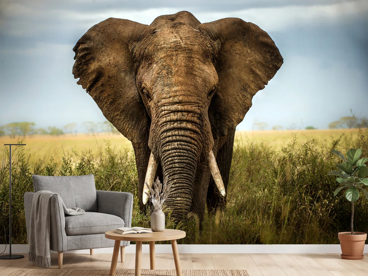 photo-wallpaper-encounters-in-serengeti-x