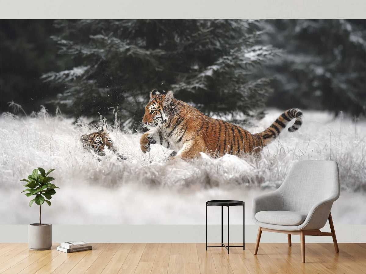 photo-wallpaper-playful-winter-tigers
