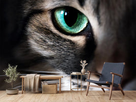 photo-wallpaper-cat-eye-macro-closeup-animal