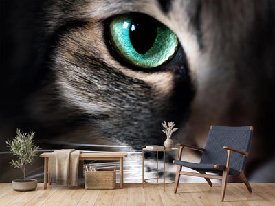 photo-wallpaper-cat-eye-macro-closeup-animal
