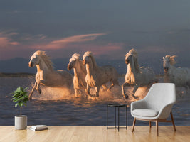 photo-wallpaper-camargue-horses-on-sunset-xve