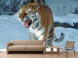 photo-wallpaper-tiger-in-the-snow