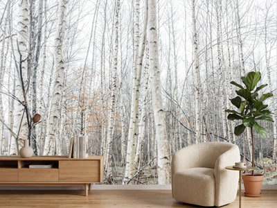 photo-wallpaper-birch-trees-9