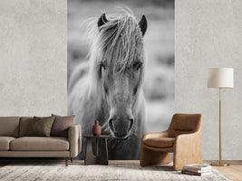photo-wallpaper-horse-being-at-the-corridor