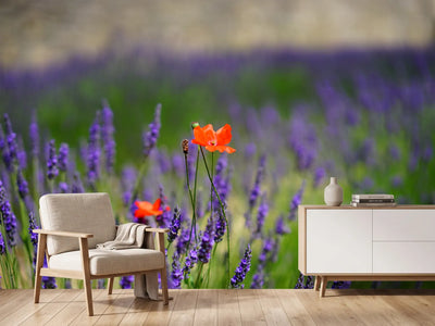 photo-wallpaper-poppy-in-the-lavender