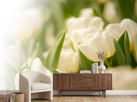 photo-wallpaper-tulips-perspective