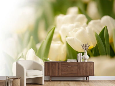 photo-wallpaper-tulips-perspective