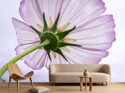 photo-wallpaper-the-cosmos-flower