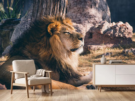 photo-wallpaper-lion-is-sunning-himself
