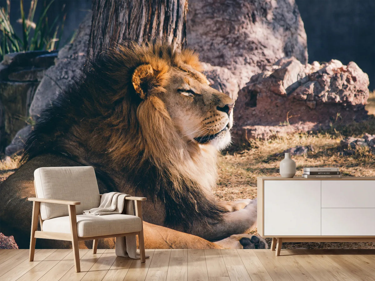 photo-wallpaper-lion-is-sunning-himself