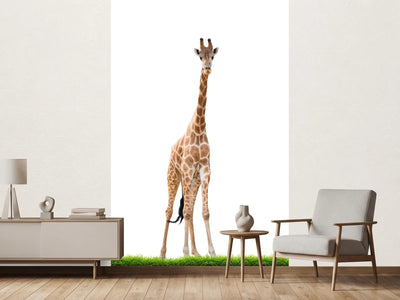 photo-wallpaper-the-long-giraffe