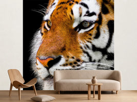 photo-wallpaper-close-up-tiger-head