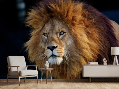 photo-wallpaper-attention-lion