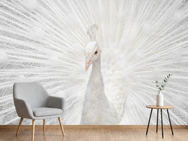 photo-wallpaper-splendid-whitie