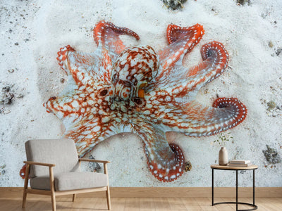 photo-wallpaper-octopus-a