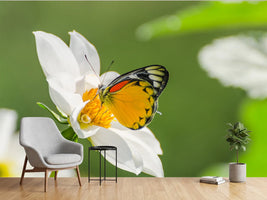 photo-wallpaper-tiger-butterfly-on-a-white-flower