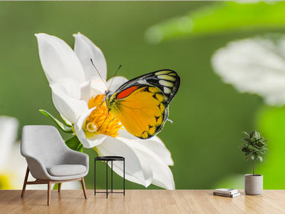 photo-wallpaper-tiger-butterfly-on-a-white-flower