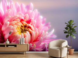 photo-wallpaper-macro-chrysanthemum