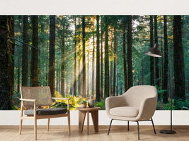 photo-wallpaper-silent-forest-in-spring-with-beautiful-bright-sun-rays-2